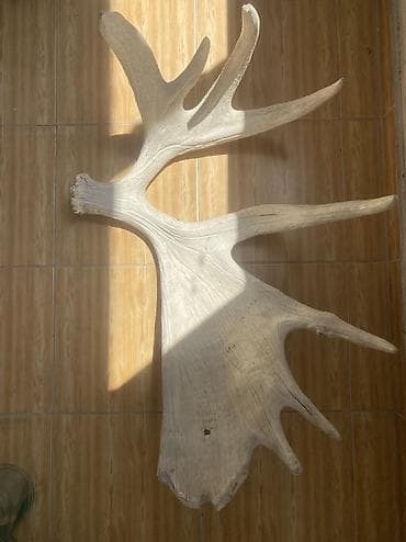 dikt olculeri: Cuyur buynuzlari iki cut. olculeri: 25sm/15sm Sığır buynuzu: 81sm/63sm — 2