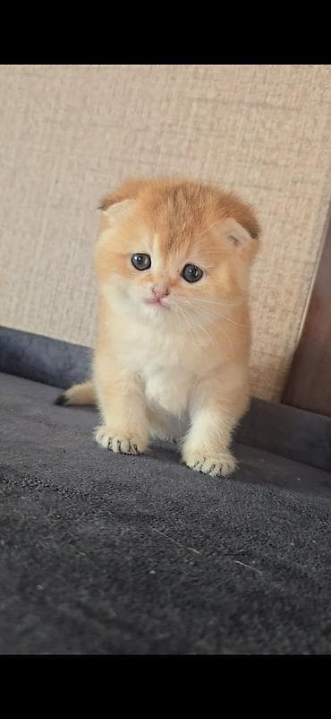 pişik tasma: NY12 ERKƏK real alıcı narahat etsin latok tərbiyəsi var korm yeyir — 3