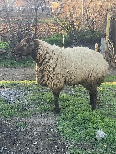 Super damazlıq ətlik qoçdu 2yaşi var ekiz bala verir istiyen buyursun