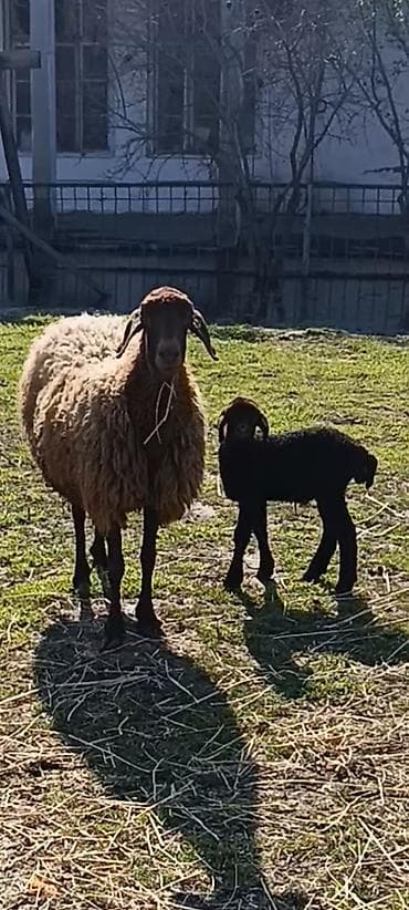 Ana bala qoyunlar satilir isdiyen olsa zəng vursun lalafo.az -da Ana bala qoyunlar satilir isdiyen olsa zəng vursun