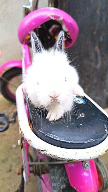 pitbul balaları: Cins boyumeyen dovşan balalari. Tek ve top satilir. Çatdirma metro ve — 8
