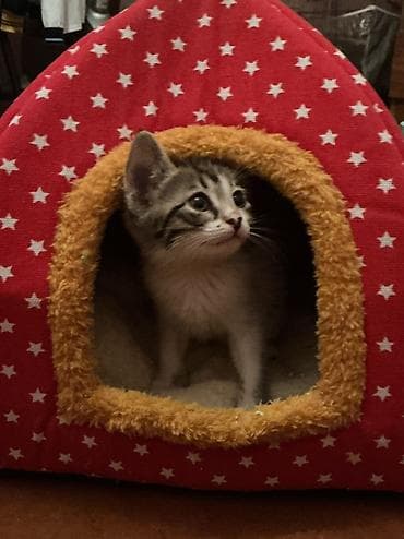 Digər heyvanlar: Dişi, Yaxşı əllərə, Ünvandan götürmə — 5