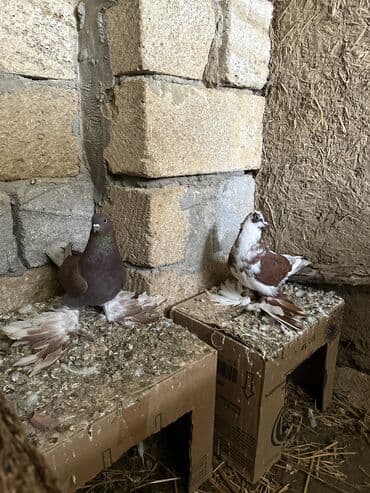 Cüt bəzəkli göyərçinlər – fırfırlı (saçsaqqallı) ayaqlı, rəngarəng — 1