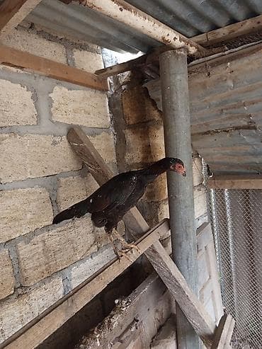 Salam Gəncədədi xoruz 500 qram fərə 800 qram Yakido Yapon dekorativ