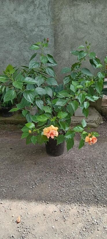 Çöl bitkiləri: Hibiskus bitkisi böyük, yaşıl yarpaqlara və parlaq, ekzotik çiçəklərə — 1