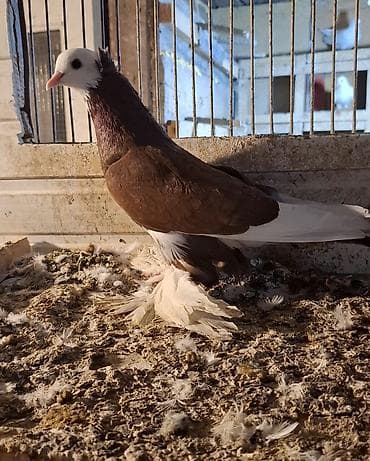 goyercin berde type 0: Tutulma dekorativ göyərçin (cütdreşli, ayaqları lələkli goyercin — 2