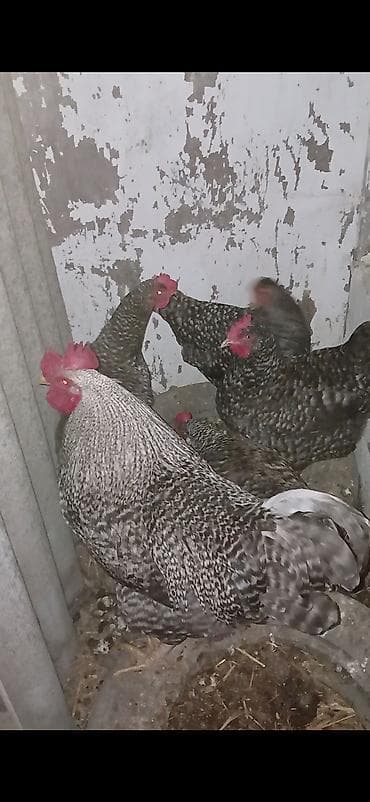 sort toyuqlar: Toyuq, Damazlıq — 1