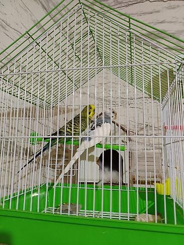 Quşlar: Dalmatin və klassik rəngli iki dalğıç tutuquşu (budaqlar üzərində) ilə — 1