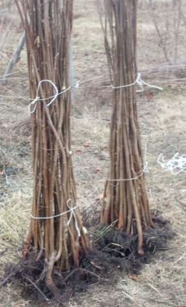 Çöl bitkiləri: Fındıq tingləri – qozalı fındıq (hazelnut) sortu - Açıq köklü — 3