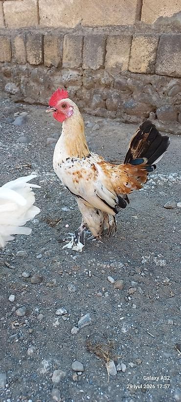 lalafo az heyvanlar: Toyuq, Damazlıq — 7