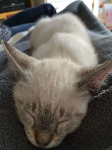 van pişiyi qiymeti: Siam — 2