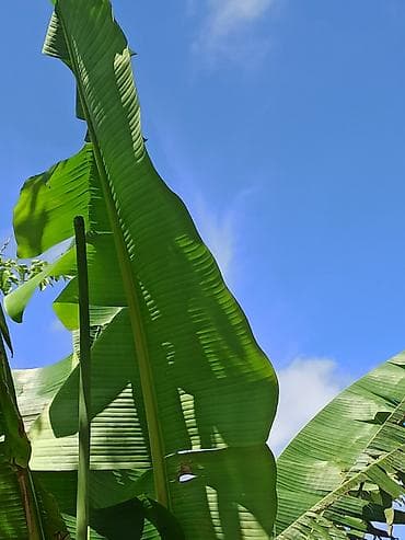 suni bitki: Banan ağacı satışı - Növ: Tropik banan ağacı (Musa spp.) - İstilik — 4