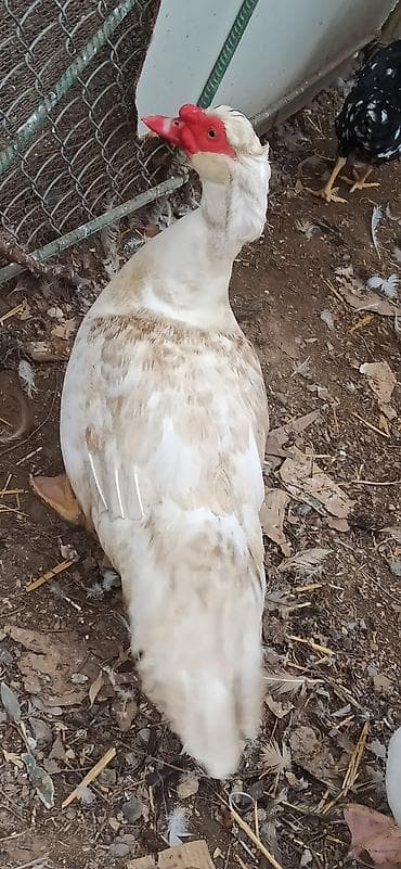 9 aylıgdı damazlıg ucun aktivdi erkək