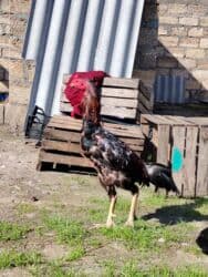 heyvan bazari inekler: Cinsdi qanni heyvanlardi pula lazim olduqundan satilir xoruzda 50 m — 3