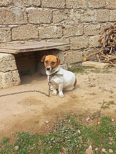 itlee: Cek rassel teryer, 2 il, Dişi — 6