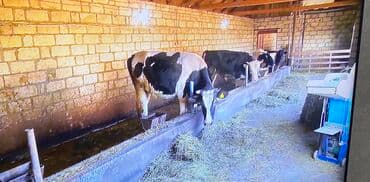 xacmaz rayonu: 12 sot, Kənd təsərrüfatı, Kupça (Çıxarış) — 8