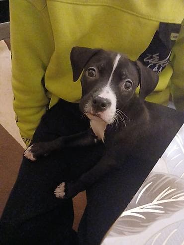 itlerin alisi: 3 ay, Dişi — 2