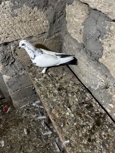 göyercin yuvası: Salam 18.19 quwdi hamsi tam sağlamdi oz quwdarimdi isimle elaqeder — 10