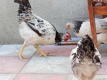 heleb kecileri satilir: Toyuq, Damazlıq, Ünvandan götürmə — 5
