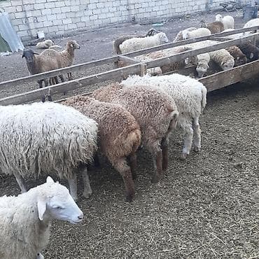balaca quzu: Boqaz qoyunlar 10 gune baladan cxacaq ve erkeyli disili damazliq ve — 2
