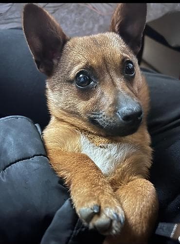 cib itleri: 8 ay, Dişi — 1