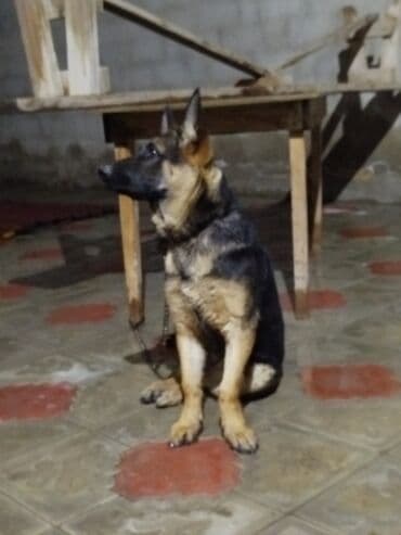 Alman çoban iti lalafo.az -da Alman çoban iti