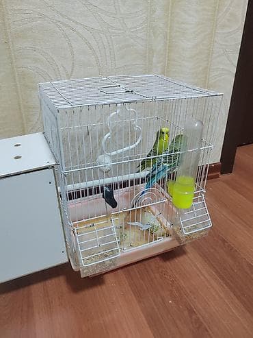 ucuz toyuq: 2 eded tutuquşu biri sarı biri mavi qəfəsi və evin bir yerde verilir — 2