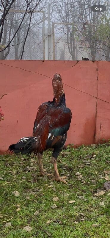 etibarlı əllərə verilir it: Xoruz, il: 2, Ünvandan götürmə, Ödənişli çatdırılma, Rayonlara çatdırılma — 2