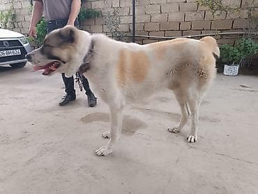 alabay itlerin satisi: Alabay, 11 ay, Erkek — 4