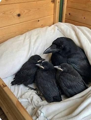 Aliram kim tapsa desin qara qarğa balasi 3 ededinu 40 manata kim tapsa