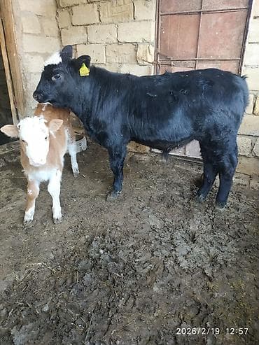 qoyunun disleri: Dana, buzov, Dişi, Holsteyn, ay: 3, Damazlıq — 4