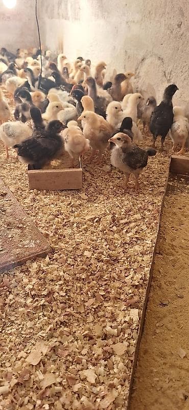 toyug cücə: Toyuq cücələri, Damazlıq, Ödənişli çatdırılma — 3