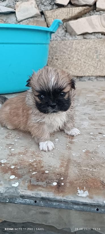 çin aslanı: 2 ay, Dişi, Peyvəndli — 3