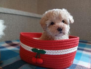 norka heyvan: Maltipu F1 – krem rəngli, buruq tüklü - Cins: kiçik ölçülü dekorativ — 5