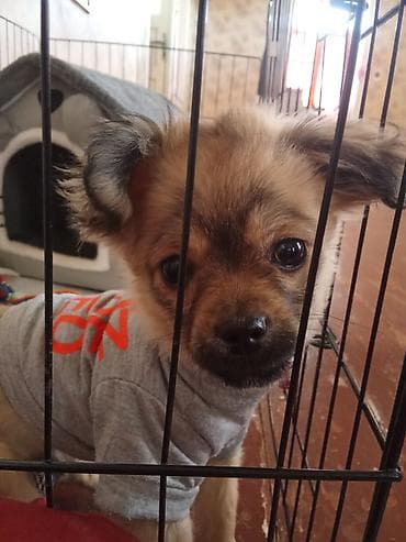 it adlari qiz: 3 ay, Erkek, Peyvəndli, Ünvandan götürmə — 5