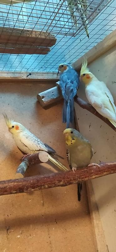 inek satilir: Diqqet quslarin altinin ve yerinin temizliyine fikir verin — 10