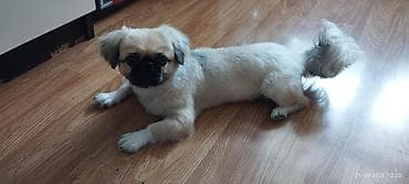 Digər heyvanlar: Pekines, 6 ay, Erkek — 2