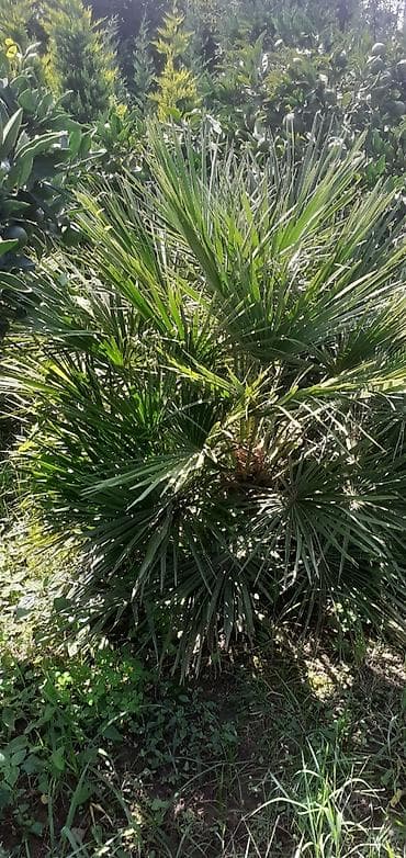 dekor patalok: Dekarativ ağaclar — 2