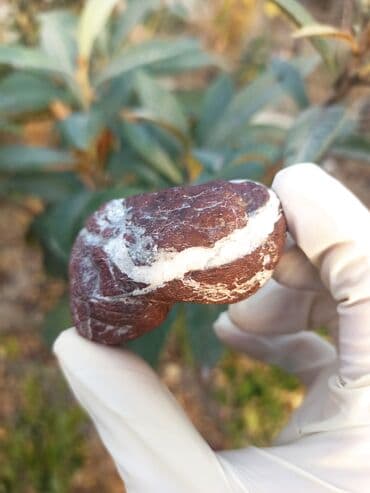 qızılın 1 qramının qiyməti 2022: 💎 Təbii JASPER Daşı😍 Qiymətlə bağlı maraqlananlar zəhmət olmasa — 3