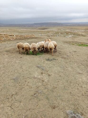 котята в баку: 9 baş boğaz qoyun satılır hamsı boğazdı iksi doğum qalanlar da yaxın — 5