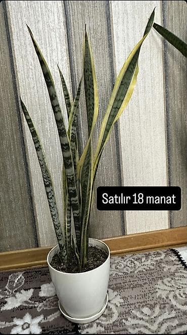 Деревья: Sansevieriya (Qayın dili) otaq bitkisi - Uzun, zolaqlı yaşıl — 1