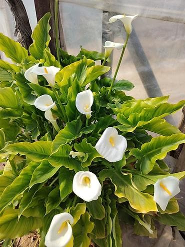 phal. zebrina × sib: Zantedeschia aethiopica (Kalla/Zambak) – dekorativ otaq və bağ bitkisi — 1