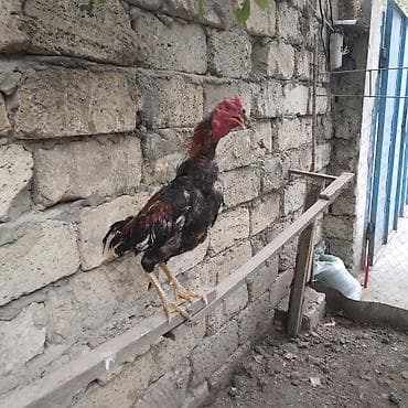 Heyratı beçə satılır cins heyvandı bir gözü kordur dölüy kimi satılır