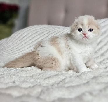 Şotland lalafo.az -da Şotland