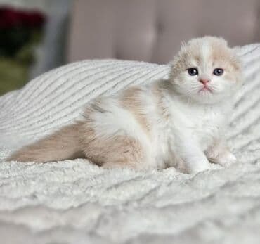 it ucun evler: Şotland, Erkək, Dişi, Yaxşı əllərə, Ünvandan götürmə, Pulsuz çatdırılma, Ödənişli çatdırılma — 5