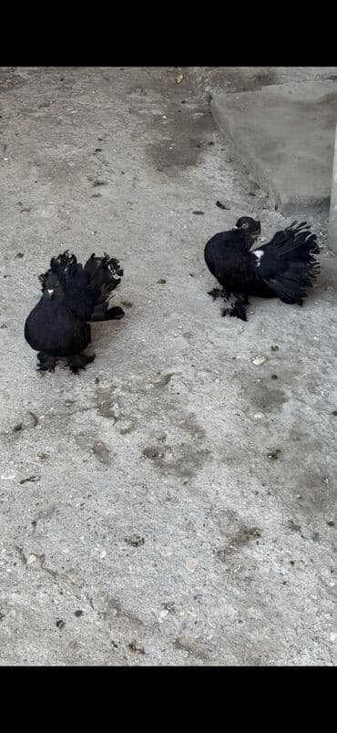 мейн кун купить в баку: Salam herkese Dekorativ goyercinler satilir 0504240736 Unvan seki — 1