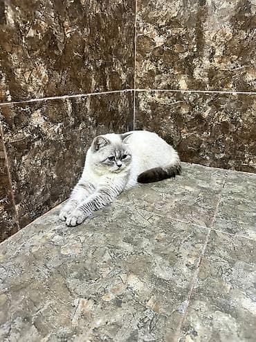 Gəmiricilər: Britan — 10