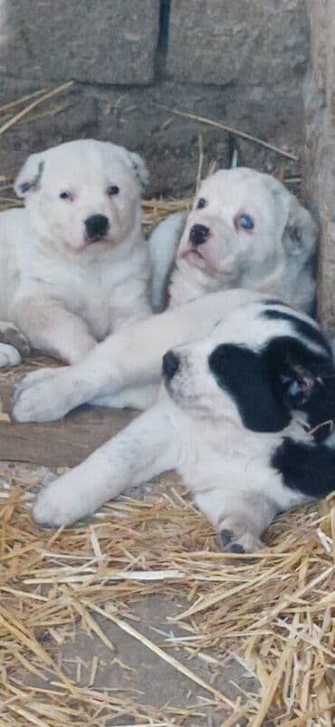 Alabay, 1 ay, Erkek, Peyvəndli, Ödənişli çatdırılma