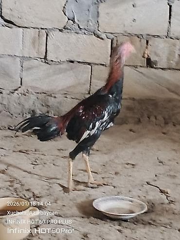 at qusar: Məhsul: Qıf (uzunboyun) tipli döyüşkən xoruz 6 aylıqdır — 4