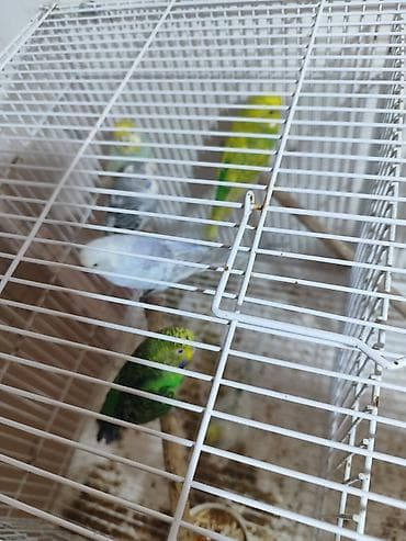 qus satisi: Hazır erkək və dişi quşlar. bəziləri 1-2 dəfə bala verib. 2 erkək 3 — 4